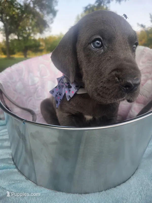 Galaxy Green Girl – Great Dane puppy for sale in Forest Lake, MN
