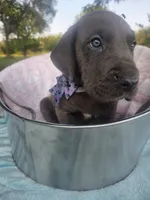 Galaxy Green Girl, a female Great Dane for sale in Forest Lake, MN – 3 of 6