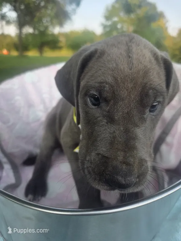 Galaxy Brown Girl – Great Dane puppy for sale in Forest Lake, MN