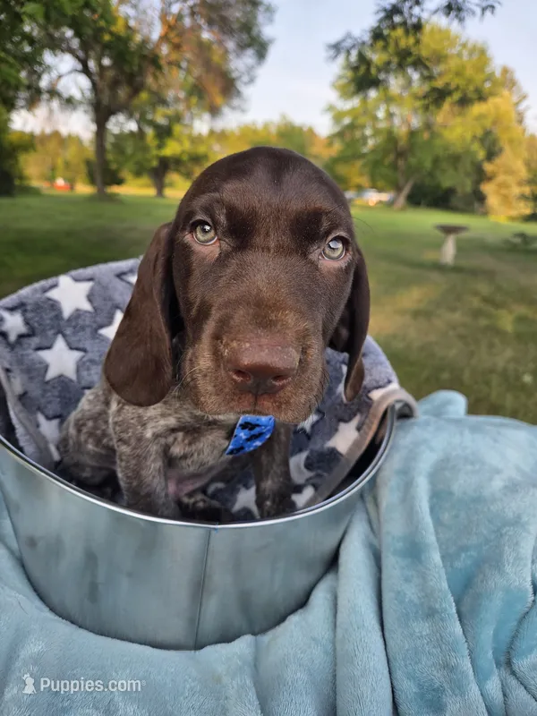 Lyra Blue Boy – German Shorthaired Pointer puppy for sale in Forest Lake, MN