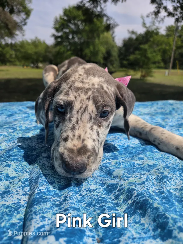 Galaxy Pink Girl – Great Dane puppy for sale in Forest Lake, MN