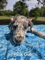 Galaxy Pink Girl, a female Great Dane for sale in Forest Lake, MN – 1 of 7