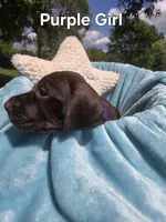 Lyra Purple Girl , a female German Shorthaired Pointer for sale in Forest Lake, MN – 3 of 4