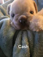 Cash, a male French Bulldog for sale in Forest Lake, MN – 2 of 3