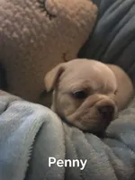 Penny, a female French Bulldog for sale in Forest Lake, MN – 2 of 3
