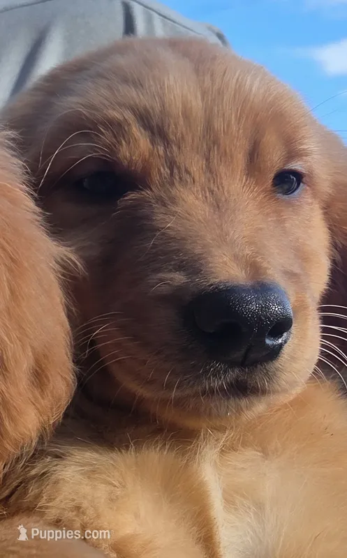 Benny – Golden Retriever puppy for sale in Forest Lake, MN