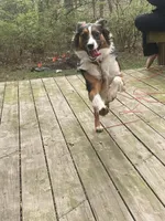 Penelope (Penny), a female Australian Shepherd for sale in Columbus, OH – 2 of 4