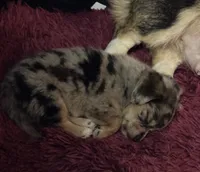 Princeton, a male Cardigan Welsh Corgi for sale in Columbus, OH – 2 of 8