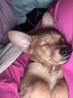 Rocky, a male Pembroke Welsh Corgi and Chihuahua for sale in Columbus, OH – Photo 9 of 10