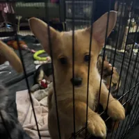 Rocky, a male Pembroke Welsh Corgi and Chihuahua for sale in Columbus, OH – Photo 1 of 10