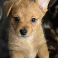 Rocky, a male Pembroke Welsh Corgi and Chihuahua for sale in Columbus, OH – Photo 2 of 10