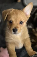 Rocky, a male Pembroke Welsh Corgi and Chihuahua for sale in Columbus, OH – Photo 2 of 2