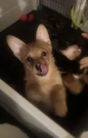 Rocky, a male Pembroke Welsh Corgi and Chihuahua for sale in Columbus, OH – Photo 8 of 10