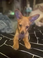 Rocky, a male Pembroke Welsh Corgi and Chihuahua for sale in Columbus, OH – Photo 10 of 10