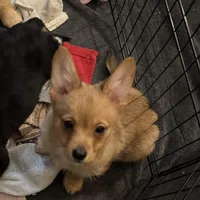 Rocky, a male Pembroke Welsh Corgi and Chihuahua for sale in Columbus, OH – Photo 6 of 10