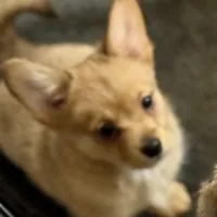 Rocky, a male Pembroke Welsh Corgi and Chihuahua for sale in Columbus, OH – Photo 4 of 10