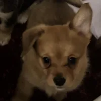 Rocky, a male Pembroke Welsh Corgi and Chihuahua for sale in Columbus, OH – Photo 3 of 10