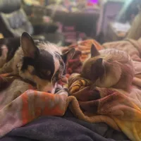 Rocky, a male Pembroke Welsh Corgi and Chihuahua for sale in Columbus, OH – Photo 7 of 10