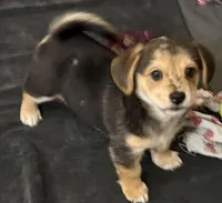 Moe, a female Pembroke Welsh Corgi and Chihuahua for sale in Columbus, OH – Photo 1 of 4