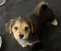 Moe, a female Pembroke Welsh Corgi and Chihuahua for sale in Columbus, OH – Photo 3 of 4