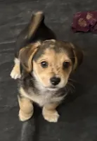 Moe, a female Pembroke Welsh Corgi and Chihuahua for sale in Columbus, OH – Photo 2 of 4