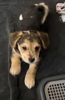 Moe, a female Pembroke Welsh Corgi and Chihuahua for sale in Columbus, OH – Photo 4 of 4