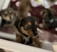 Maggie, a female Pembroke Welsh Corgi and Chihuahua for sale in Columbus, OH – Photo 3 of 3