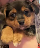 Maggie, a female Pembroke Welsh Corgi and Chihuahua for sale in Columbus, OH – Photo 1 of 3