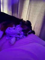 Penelope (Penny), a female Australian Shepherd for sale in Columbus, OH – 3 of 4