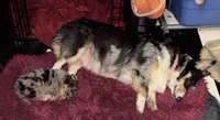 Princeton, a male Cardigan Welsh Corgi for sale in Columbus, OH – 3 of 8