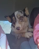 Gizmo, a male Pembroke Welsh Corgi and Chihuahua for sale in Columbus, OH – Photo 7 of 7