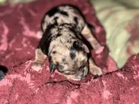 Gizmo, a male Pembroke Welsh Corgi and Chihuahua for sale in Columbus, OH – Photo 5 of 7