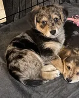 Gizmo, a male Pembroke Welsh Corgi and Chihuahua for sale in Columbus, OH – Photo 2 of 7