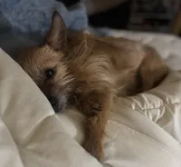 Gizmo, a male Pembroke Welsh Corgi and Chihuahua for sale in Columbus, OH – Photo 6 of 7