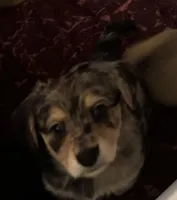 Gizmo, a male Pembroke Welsh Corgi and Chihuahua for sale in Columbus, OH – Photo 3 of 7