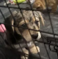 Gizmo, a male Pembroke Welsh Corgi and Chihuahua for sale in Columbus, OH – Photo 4 of 7