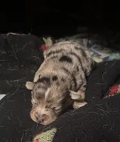Princeton, a male Cardigan Welsh Corgi for sale in Columbus, OH – 5 of 8