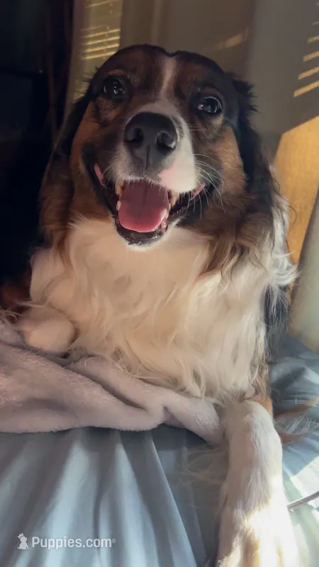 Penelope (Penny) – Australian Shepherd puppy for sale in Columbus, OH