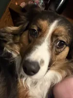 Penelope (Penny), a female Australian Shepherd for sale in Columbus, OH – 4 of 4
