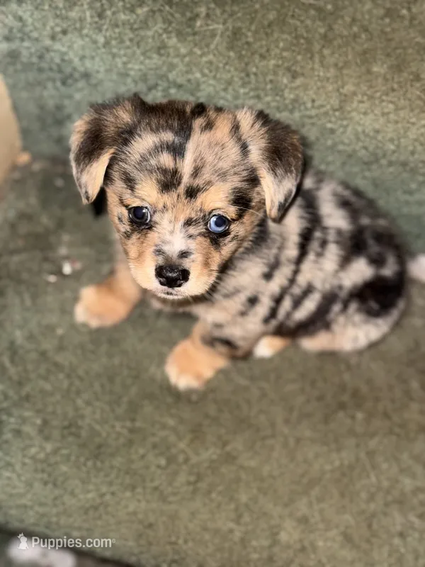 Princeton – Cardigan Welsh Corgi puppy for sale in Columbus, OH