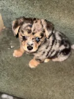 Princeton, a male Cardigan Welsh Corgi for sale in Columbus, OH – 1 of 8