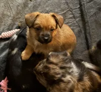 Darla, a female Pembroke Welsh Corgi and Chihuahua for sale in Columbus, OH – Photo 2 of 3