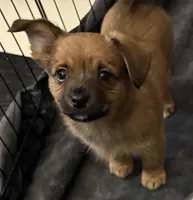 Darla, a female Pembroke Welsh Corgi and Chihuahua for sale in Columbus, OH – Photo 3 of 3