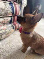 Darla, a female Pembroke Welsh Corgi and Chihuahua for sale in Columbus, OH – Photo 1 of 6