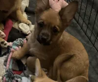 Darla, a female Pembroke Welsh Corgi and Chihuahua for sale in Columbus, OH – Photo 4 of 6