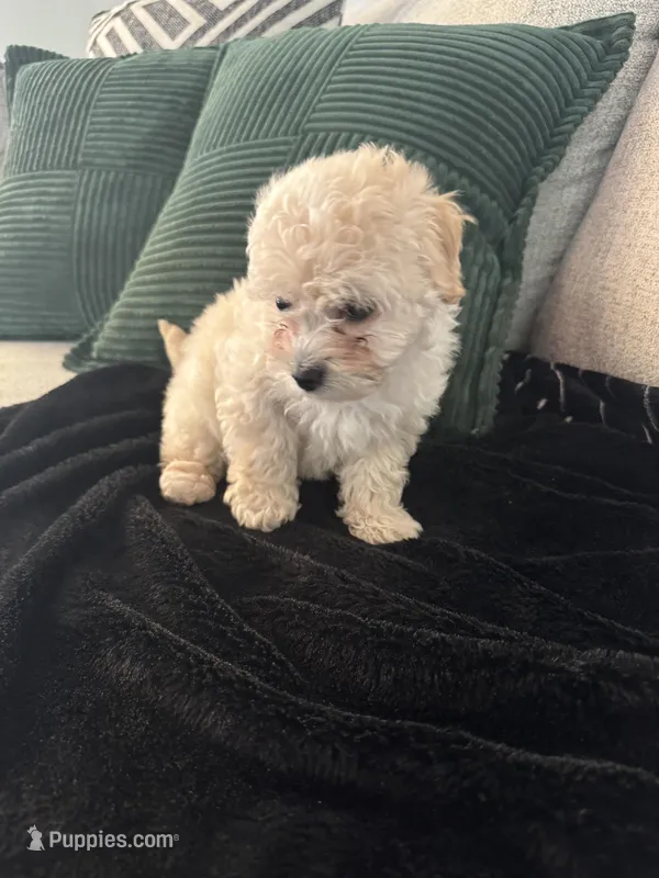 Lady, a female Poodle - Toy  for sale in Fresno, CA – Photo 1 of 1