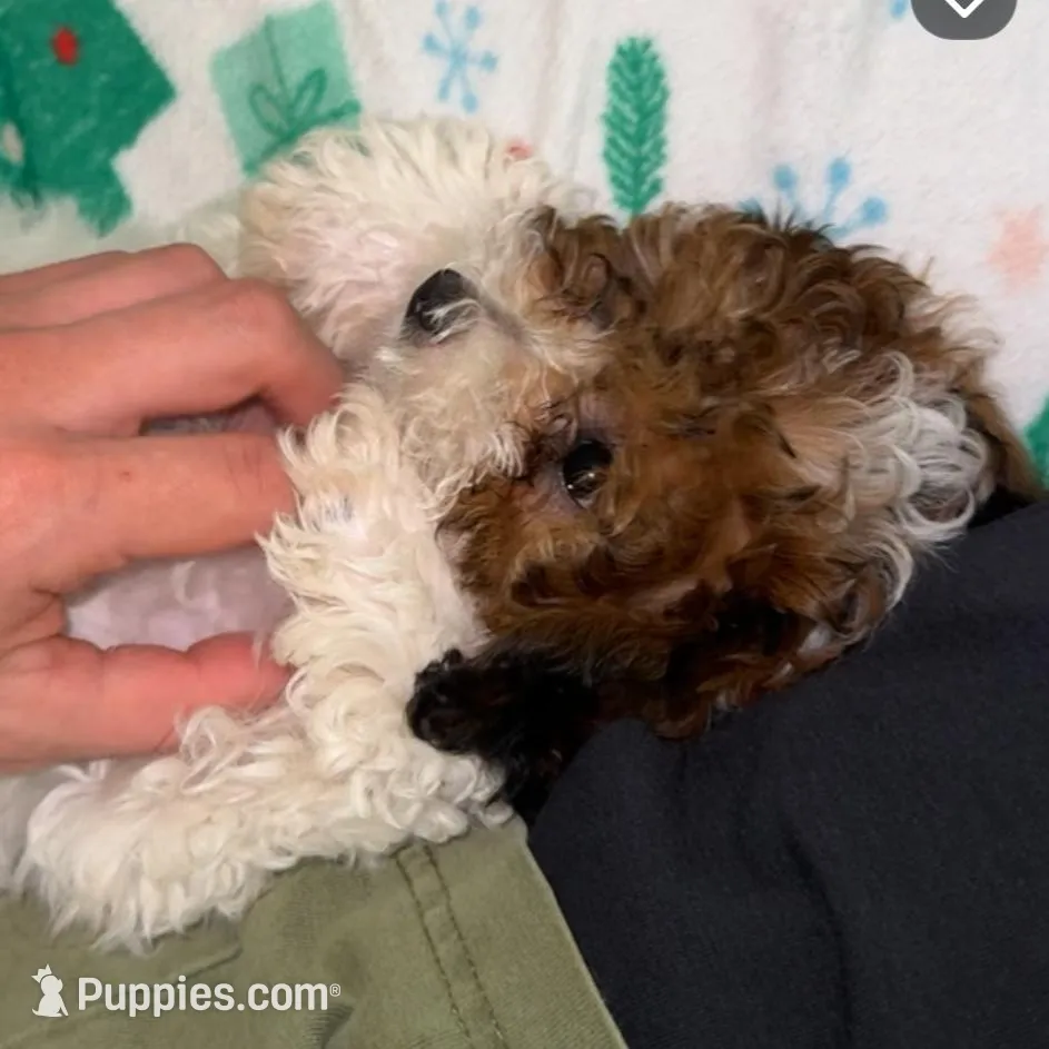 Rosy , a female Poodle - Toy  for sale in Fresno, CA – Photo 2 of 2