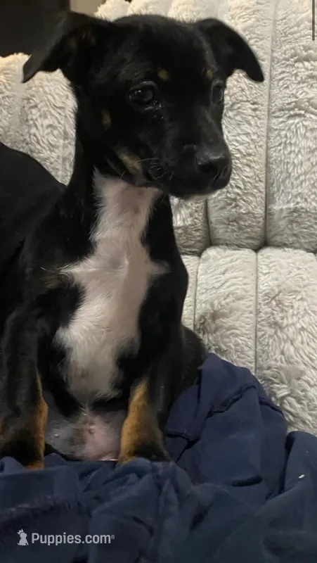 Jonny  – Chihuahua puppy for sale in Fresno, CA