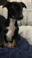 Jonny , a male Chihuahua for sale in Fresno, CA – 1 of 1