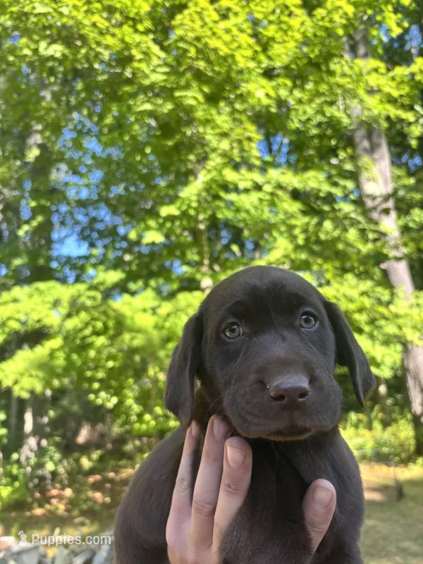Mary (pink collar) – Labrador Retriever puppy for sale in Meredith, NH